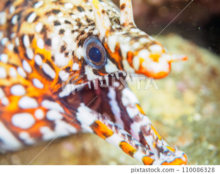 A beautiful and menacing moray eel (Morayidae) on Hirizo Beach. Cross by ferry from Nakagi, Minamiizu Town, Kamo District, Izu Peninsula, Shizuoka Prefecture 110086328