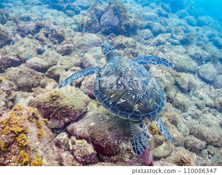 A beautiful and large green sea turtle (Sea Turtle family) at Hirizo Beach. Take a ferry from Nakagi, Minamiizu Town, Kamo District, Izu Peninsula, Shizuoka Prefecture. 110086347