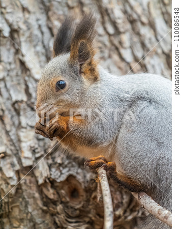 The squirrel with nut sits on tree in the autumn. Eurasian red squirrel, Sciurus vulgaris. The squirrel with nut sits on tree in the autumn. Eurasian red squirrel, Sciurus vulgaris. 110086548
