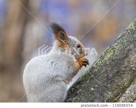 The squirrel with nut sits on tree in the autumn. Eurasian red squirrel, Sciurus vulgaris. The squirrel with nut sits on tree in the autumn. Eurasian red squirrel, Sciurus vulgaris. 110086554