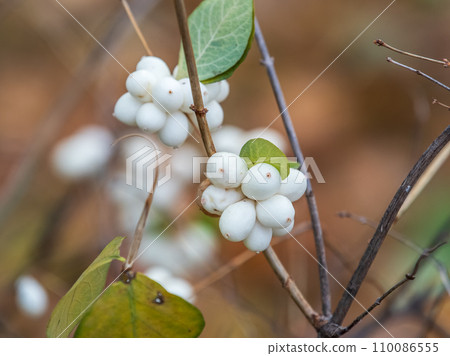 Snowberry shrub with white poisonous berries in autumn, also known as ghostberry and waxberry, popular ornamental garden plant Snowberry shrub with white poisonous berries in autumn, also known as ghostberry and waxberry, popular ornamental garden plant 110086555
