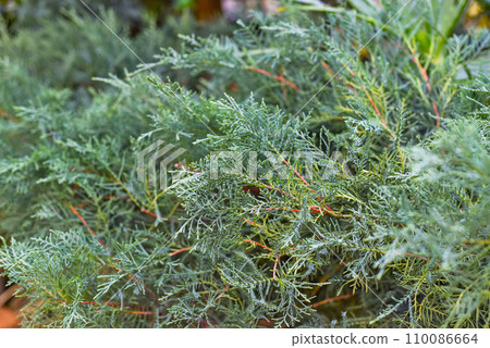 Juniperus media Pfitzeriana evergreen plant close up Juniperus media Pfitzeriana evergreen plant close up 110086664
