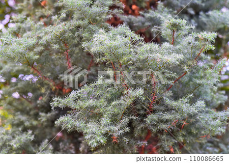 Chamaecyparis pisifera Squarrosa growing in Japan close up Chamaecyparis pisifera Squarrosa growing in Japan close up 110086665
