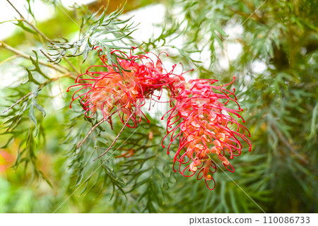 Grevillea 'Robyn Gordon' planted widely in Australia 110086733