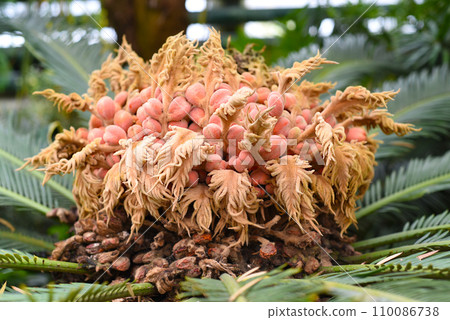Flowers of drooping cycad close up 110086738