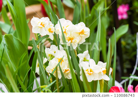 Narcissus poeticus flower on green background  110086743