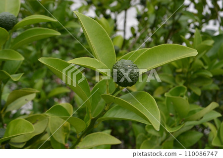 blue shikwasa fruit blue shikwasa fruit 110086747