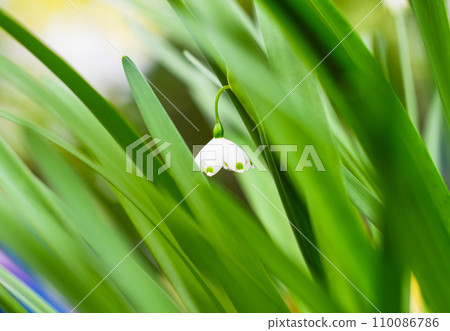 flower of Leucojum aestivum Gravetye giant or Summer snowflake flower of Leucojum aestivum Gravetye giant or Summer snowflake 110086786
