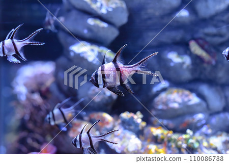 Banggai cardinalfish (Pterapogon kauderni) swimming in a aquarium in Thailand 110086788