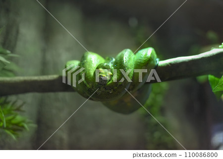 The green tree python (Morelia viridis), also known as the emerald green python in Thailand 110086800