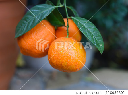 Citrus aurantium fruit close up Citrus aurantium fruit close up 110086801