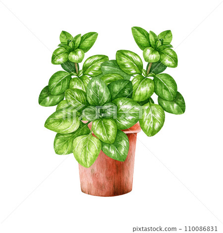 Oregano fresh herb grow in a ceramic pot. Watercolor painted illustration. Garden aromatic fresh oregano herb element. Green organic marjoram plant with fresh leaves in a flower pot. White background Oregano fresh herb grow in a ceramic pot. Watercolor painted illustration. Garden aromatic fresh oregano herb element. Green organic marjoram plant with fresh leaves in a flower pot. White background 110086831