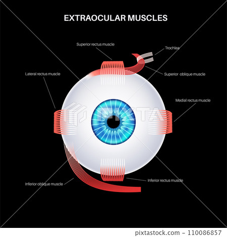 Extraocular muscles anatomy Extraocular muscles anatomy 110086857