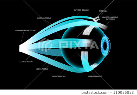 Extraocular muscles anatomy Extraocular muscles anatomy 110086858