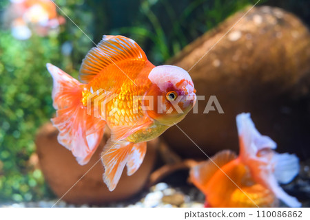Orange oranda goldfish in aquarium Orange oranda goldfish in aquarium 110086862