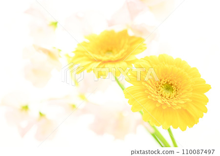 bright yellow gerberas and pink flowers bright yellow gerberas and pink flowers 110087497
