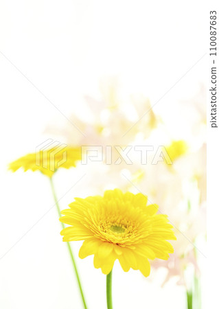 bright yellow gerberas and pink flowers bright yellow gerberas and pink flowers 110087683