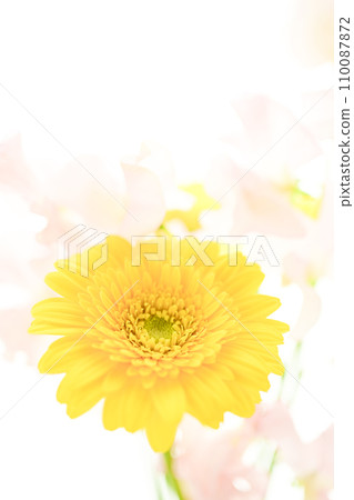 亮黃色的非洲菊和粉紅色的花朵 110087872