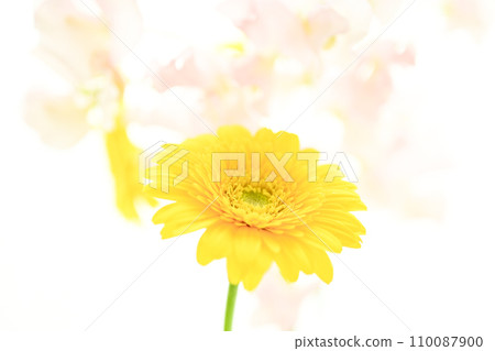 亮黃色的非洲菊和粉紅色的花朵 110087900