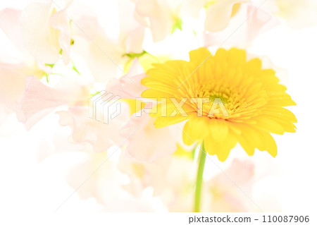 亮黃色的非洲菊和粉紅色的花朵 110087906
