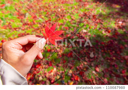 左手捧著秋葉[秋天圖] 110087980