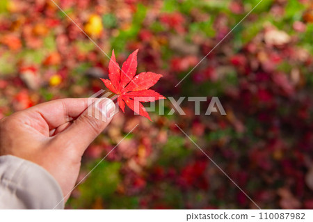 Left hand holding autumn leaves [Autumn image] 110087982