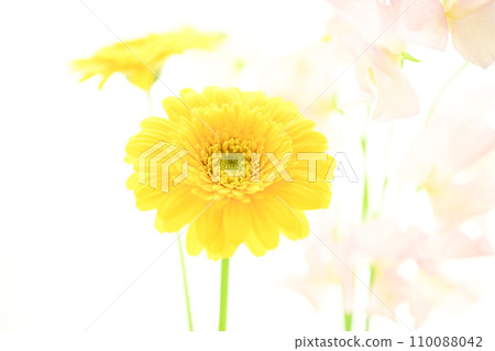 bright yellow gerberas and pink flowers 110088042