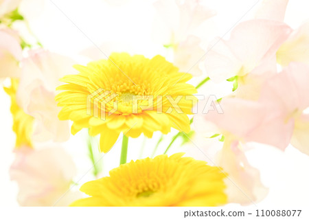 亮黃色的非洲菊和粉紅色的花朵 110088077