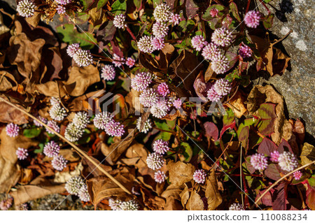 Cute little buckwheat 110088234