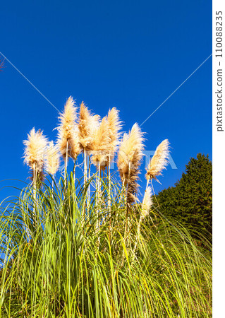 Susuki shining in the blue sky 110088235