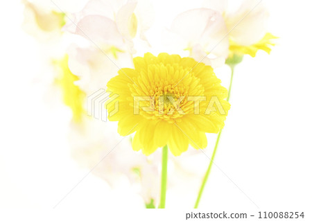 bright yellow gerberas and pink flowers 110088254