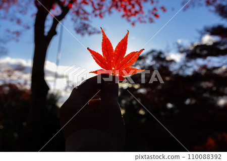 Left hand holding autumn leaves in the evening [Autumn image] 110088392