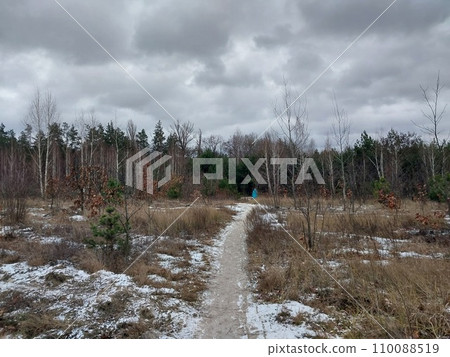 Snow fell in a young forest 110088519