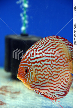 Pigeon Blood Discus fish 110088826