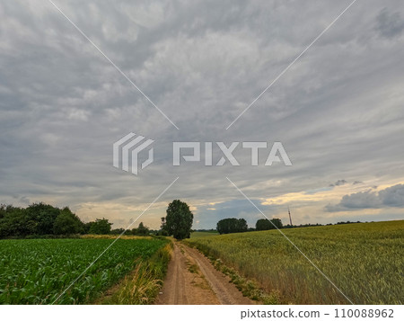 Rural Pathway: Journey through Crop Fields 110088962