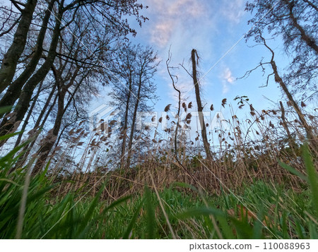 Windswept Reeds and Winter Trees 110088963