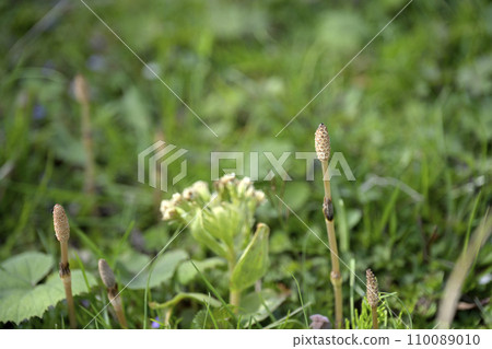 Horsetail wildflower Horsetail wildflower 110089010