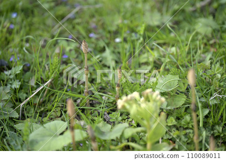 Horsetail wildflower 110089011
