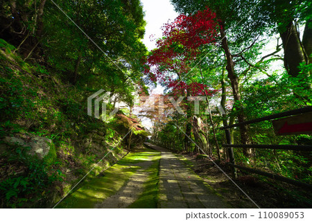 Autumn leaves around Kasagi Temple, Kyoto 110089053