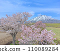 May, Hokkaido, Makkari Village, Mt. Yotei (Ezo Fuji) and cherry blossoms on the approach to Makkari Shrine 110089284