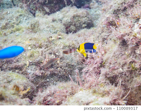 Beautiful young Somewakeyakko fish (Family: Asteridae) and others from Hirizo Beach. From Nakagi, Minamiizu Town, Kamo District, Izu Peninsula, Shizuoka Prefecture Beautiful young Somewakeyakko fish (Family: Asteridae) and others from Hirizo Beach. From Nakagi, Minamiizu Town, Kamo District, Izu Peninsula, Shizuoka Prefecture 110089317
