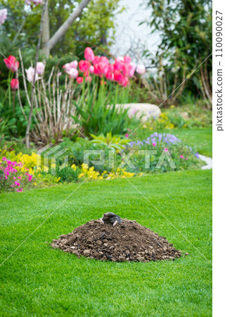 Mole animal - Talpa Europaea, causing damage as a pest in the garden with its mole hills and underground tunnels 110090027