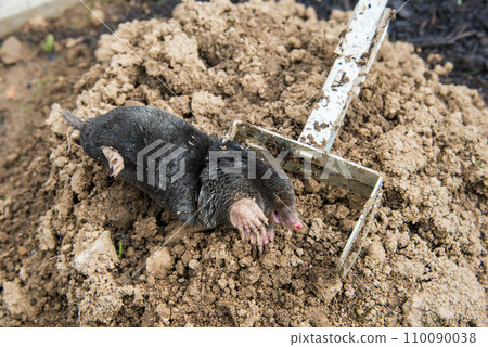 Caught european mole inside a trap placed on mole hill 110090038