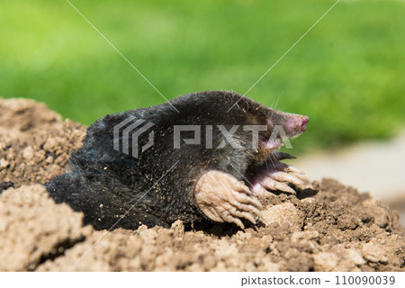 European mole destroying lawn in the garden European mole destroying lawn in the garden 110090039