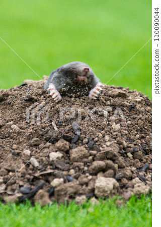 Mole, Talpa europaea, making mole hill and damaging beautiful lawn and flower garden. Mole, Talpa europaea, making mole hill and damaging beautiful lawn and flower garden. 110090044