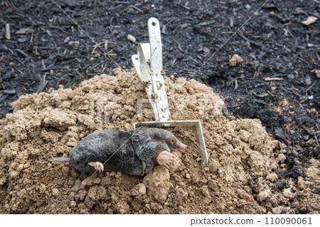 Caught european mole inside a trap placed on mole hill Caught european mole inside a trap placed on mole hill 110090061