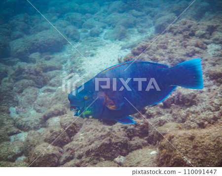 A beautiful and large parrotfish (Parrotfish family) at Hirizo Beach. Crossing by ferry from Nakagi, Minamiizu Town, Kamo District, Izu Peninsula, Shizuoka Prefecture 110091447