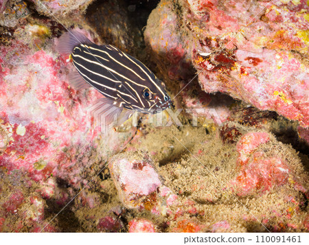 A mysterious young nunosarashi (grouper family) in an underwater cave on Hirizo Beach. Transfer from Nakagi, Minamiizu Town, Kamo District, Izu Peninsula, Shizuoka Prefecture 110091461