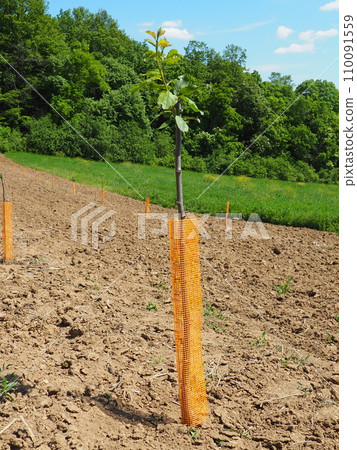 An apple tree sapling is planted in garden soil in the spring, in a hole. Tree planting season. Plowed fields on Fruska Gora, Serbia. An orange protective net supports the trunk and keeps out insects. An apple tree sapling is planted in garden soil in the spring, in a hole. Tree planting season. Plowed fields on Fruska Gora, Serbia. An orange protective net supports the trunk and keeps out insects. 110091559