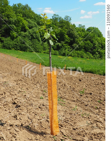 An apple tree sapling is planted in garden soil in the spring, in a hole. Tree planting season. Plowed fields on Fruska Gora, Serbia. An orange protective net supports the trunk and keeps out insects. An apple tree sapling is planted in garden soil in the spring, in a hole. Tree planting season. Plowed fields on Fruska Gora, Serbia. An orange protective net supports the trunk and keeps out insects. 110091560